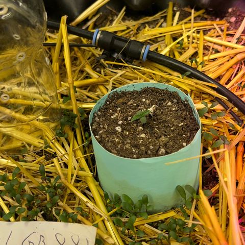 The Green Brand auto Original GB XXL  growlog timeline photo