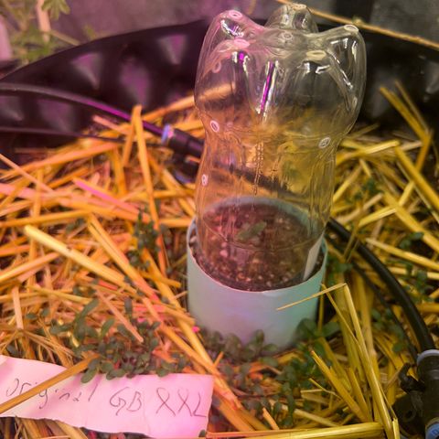 The Green Brand auto Original GB XXL  growlog timeline photo