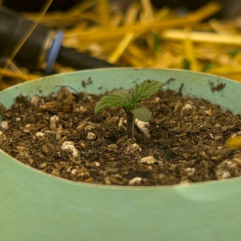 The Green Brand auto Original GB XXL  growlog timeline photo