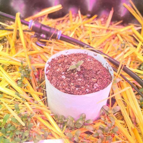 The Green Brand auto Original GB XXL  growlog timeline photo