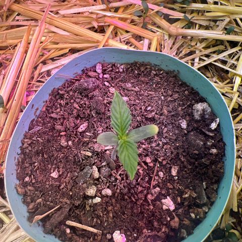 Padrino seed Big devil xl growlog timeline photo