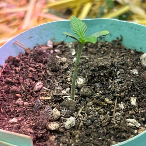 Padrino seed Big devil xl growlog timeline photo
