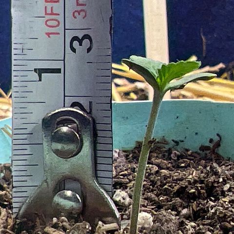 Padrino seed Big devil xl growlog timeline photo