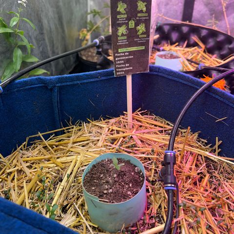 Padrino seed Big devil xl growlog timeline photo
