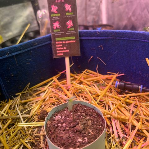Padrino seeds Zkittlez auto  growlog timeline photo