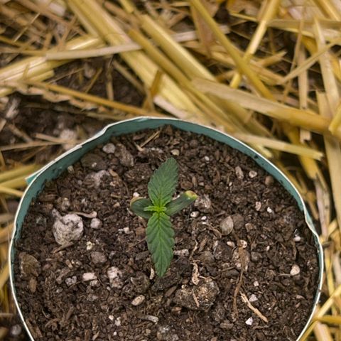 Padrino seeds Zkittlez auto  growlog timeline photo