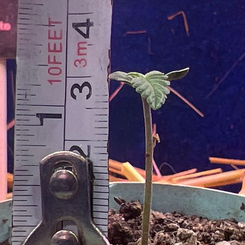 Padrino seeds Zkittlez auto  growlog timeline photo