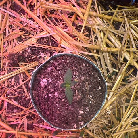 Padrino seeds Zkittlez auto  growlog timeline photo