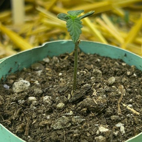 Padrino seeds Zkittlez auto  growlog timeline photo