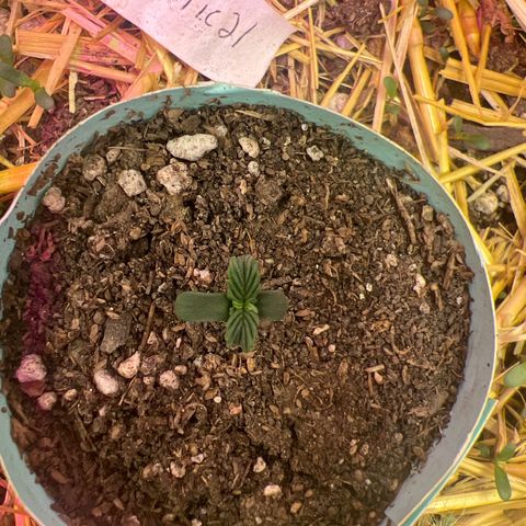 Geaseeds Autocritical  growlog timeline photo