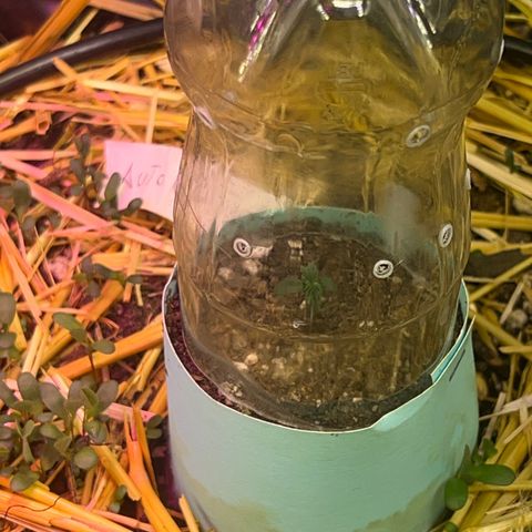 Geaseeds Autocritical  growlog timeline photo