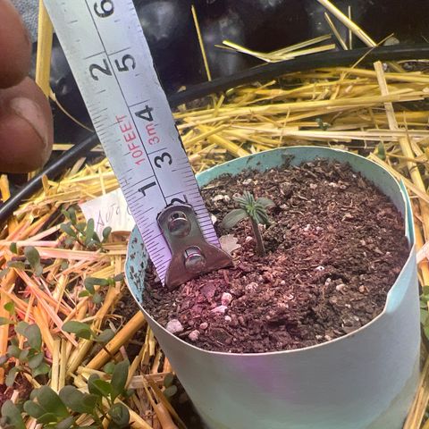 Geaseeds Autocritical  growlog timeline photo
