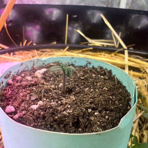 Geaseeds Autocritical  growlog timeline photo