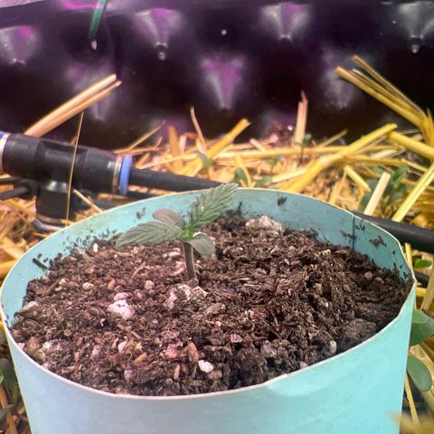 The Green Brand auto Original GB XXL  growlog timeline photo