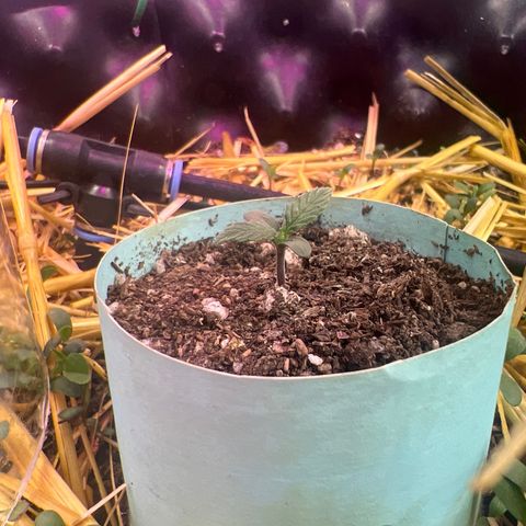 The Green Brand auto Original GB XXL  growlog timeline photo