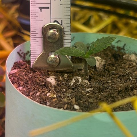 The Green Brand auto Original GB XXL  growlog timeline photo