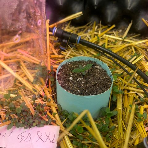 The Green Brand auto Original GB XXL  growlog timeline photo