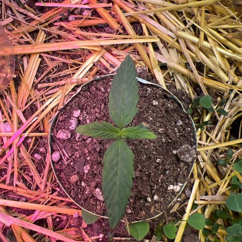 Padrino seeds Zkittlez auto  growlog timeline photo