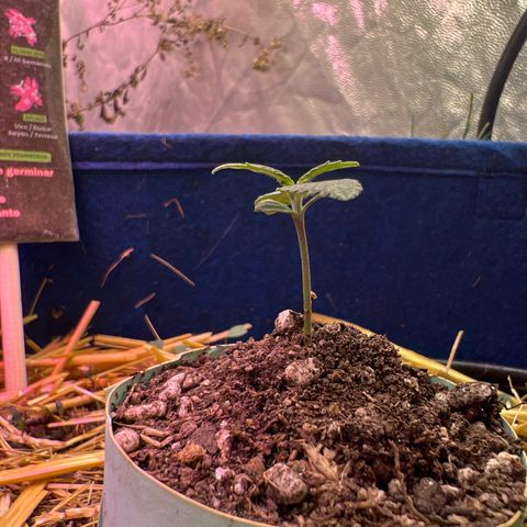 Padrino seeds Zkittlez auto  growlog timeline photo