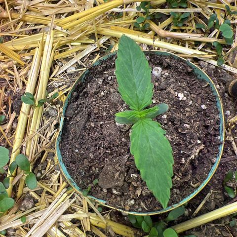 Padrino seed Big devil xl growlog timeline photo