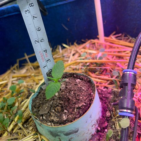 Padrino seed Big devil xl growlog timeline photo