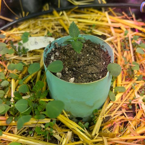 Geaseeds Autocritical  growlog timeline photo