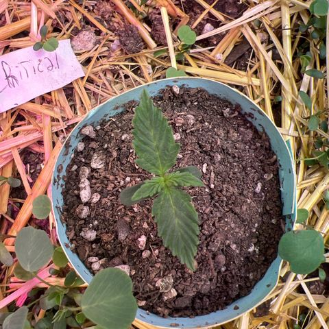 Geaseeds Autocritical  growlog timeline photo
