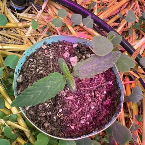 The Green Brand auto Original GB XXL  growlog timeline photo