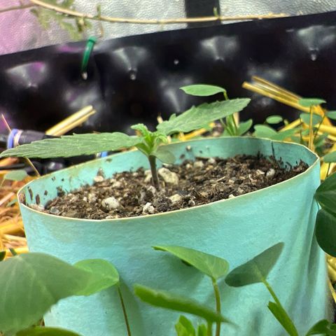 The Green Brand auto Original GB XXL  growlog timeline photo