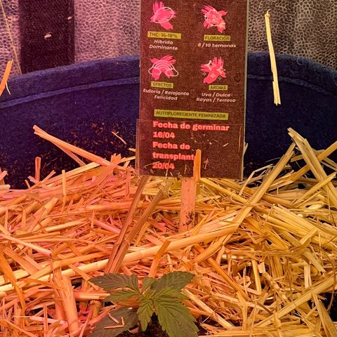 Padrino seeds Zkittlez auto  growlog timeline photo
