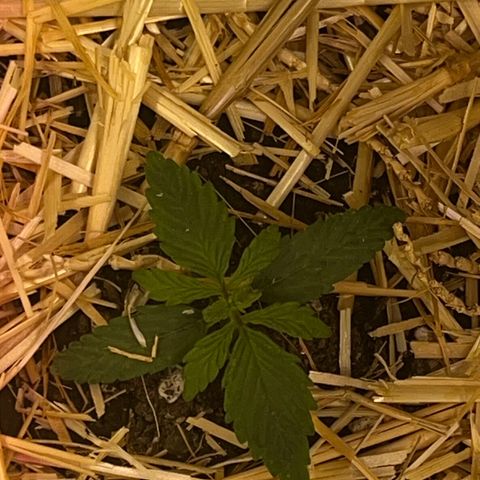 Padrino seeds Zkittlez auto  growlog timeline photo