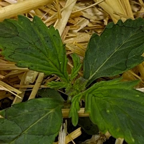 Geaseeds Autocritical  growlog timeline photo