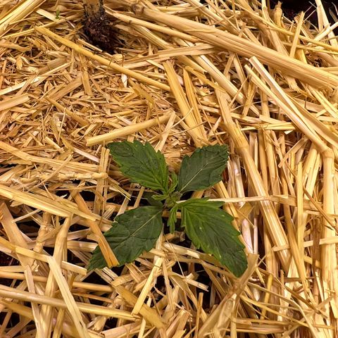 Geaseeds Autocritical  growlog timeline photo