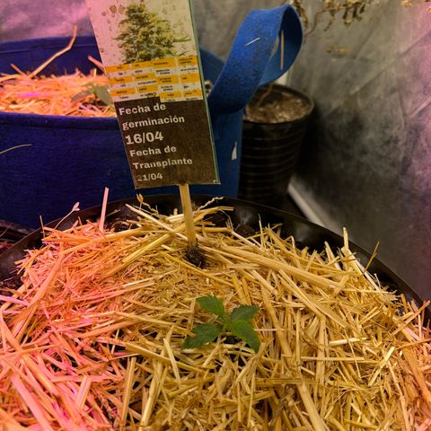 Geaseeds Autocritical  growlog timeline photo