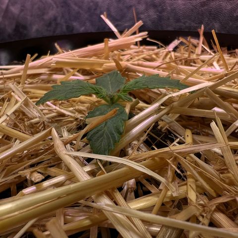 Geaseeds Autocritical  growlog timeline photo