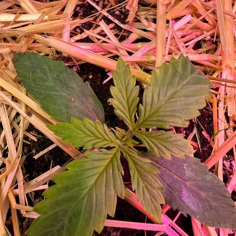 Padrino seed Big devil xl growlog timeline photo