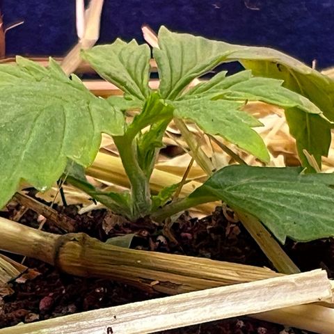 Padrino seed Big devil xl growlog timeline photo