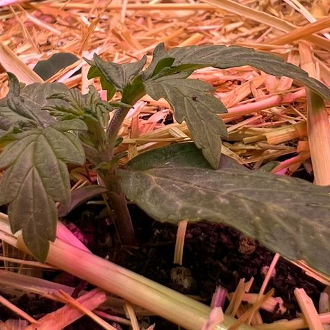 The Green Brand auto Original GB XXL  growlog timeline photo