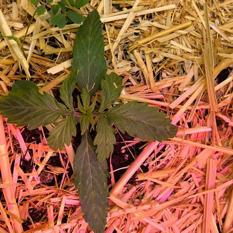 The Green Brand auto Original GB XXL  growlog timeline photo