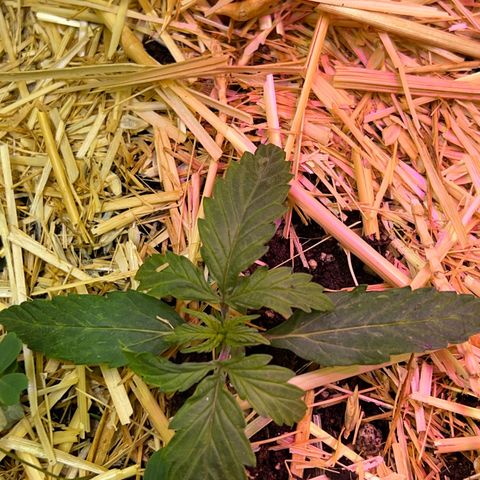 The Green Brand auto Original GB XXL  growlog timeline photo