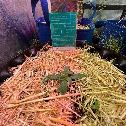 The Green Brand auto Original GB XXL  growlog timeline photo