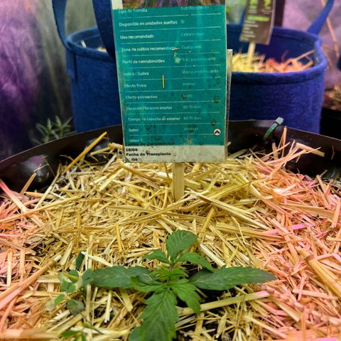 The Green Brand auto Original GB XXL  growlog timeline photo