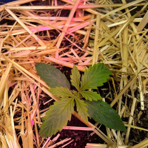 Padrino seed Big devil xl growlog timeline photo