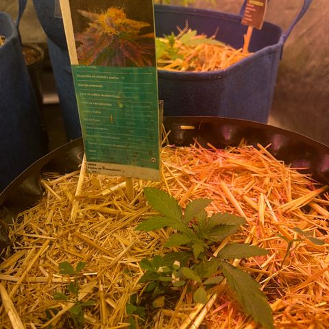 The Green Brand auto Original GB XXL  growlog timeline photo