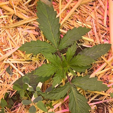The Green Brand auto Original GB XXL  growlog timeline photo