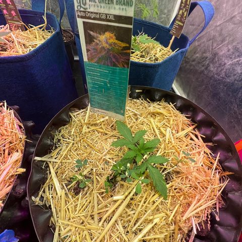 The Green Brand auto Original GB XXL  growlog timeline photo