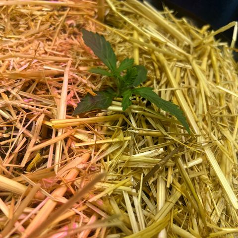 Geaseeds Autocritical  growlog timeline photo