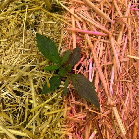 Geaseeds Autocritical  growlog timeline photo