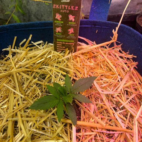 Padrino seeds Zkittlez auto  growlog timeline photo
