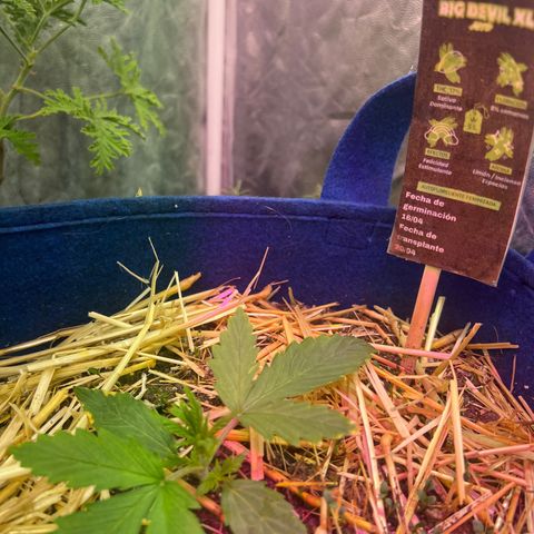 Padrino seed Big devil xl growlog timeline photo